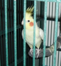Colorful bird in large cage