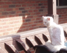 White cat sitting in the sunshine.